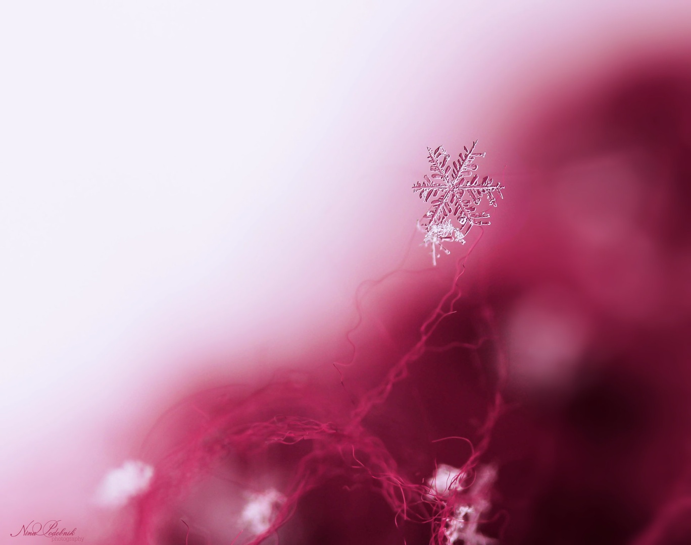 Fragile II by Nina Podobnik