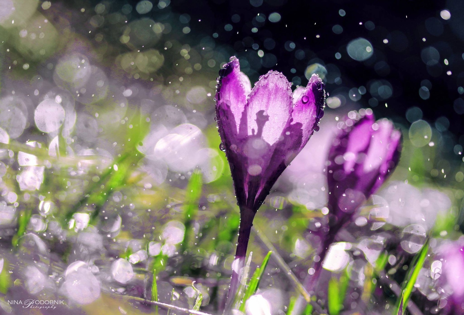 Feel the Magic! by Nina Podobnik