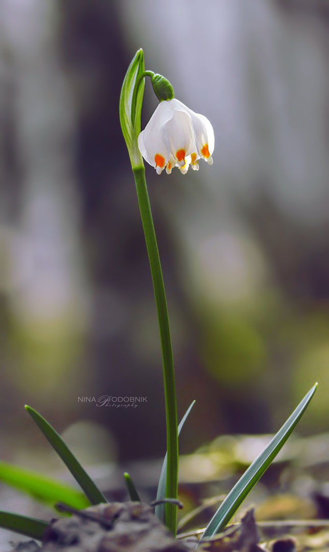 One & Only by Nina Podobnik