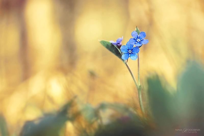 Forget me not by Nina Podobnik