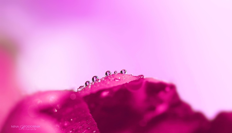 Little drops by Nina Podobnik