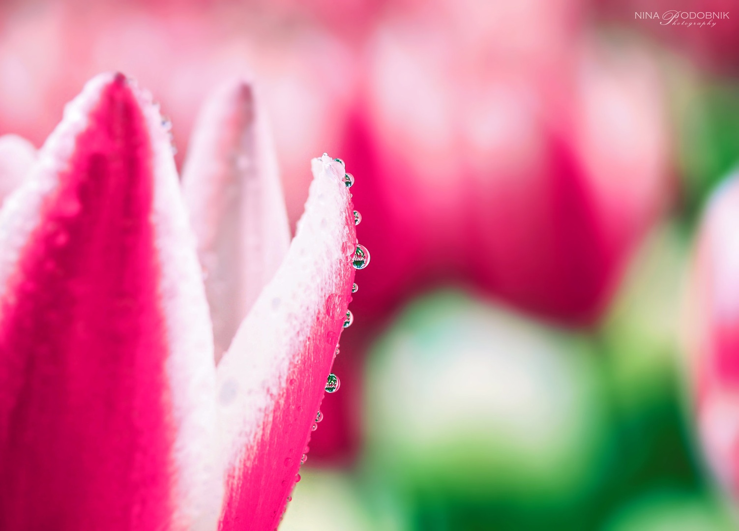 Little drops Pt.2 by Nina Podobnik
