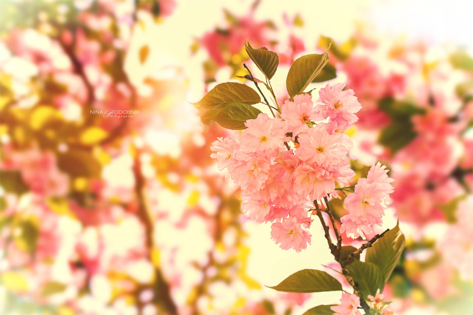 Shiny cherry blossom by Nina Podobnik