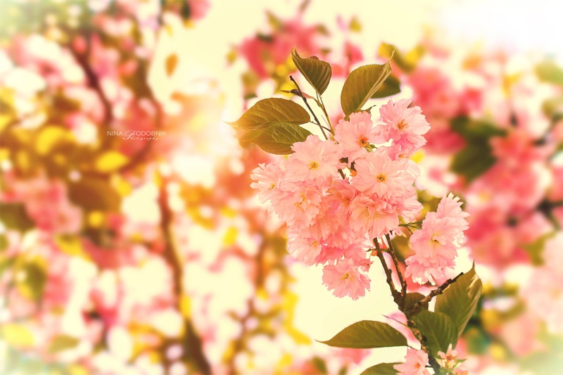 Shiny cherry blossom by Nina Podobnik