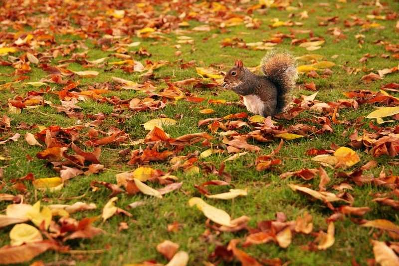 Little squirrel by Nina Podobnik