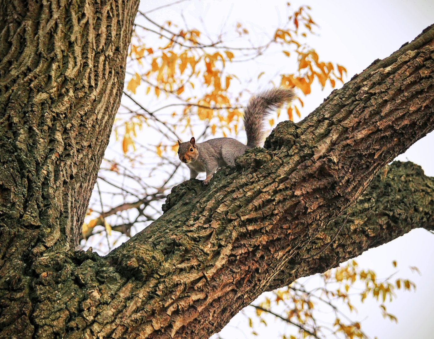 Squirrel by Nina Podobnik