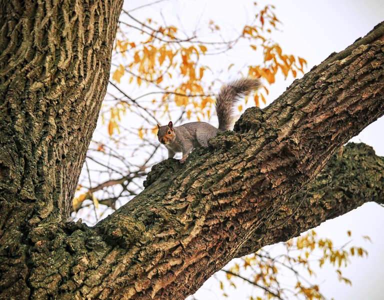 Squirrel by Nina Podobnik