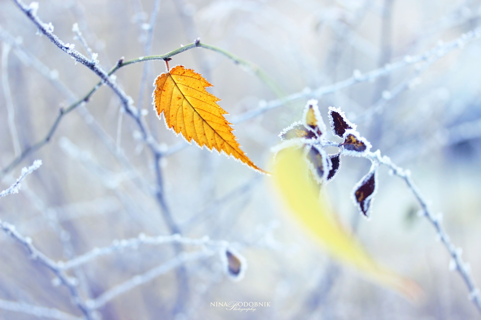 Autumn memories by Nina Podobnik