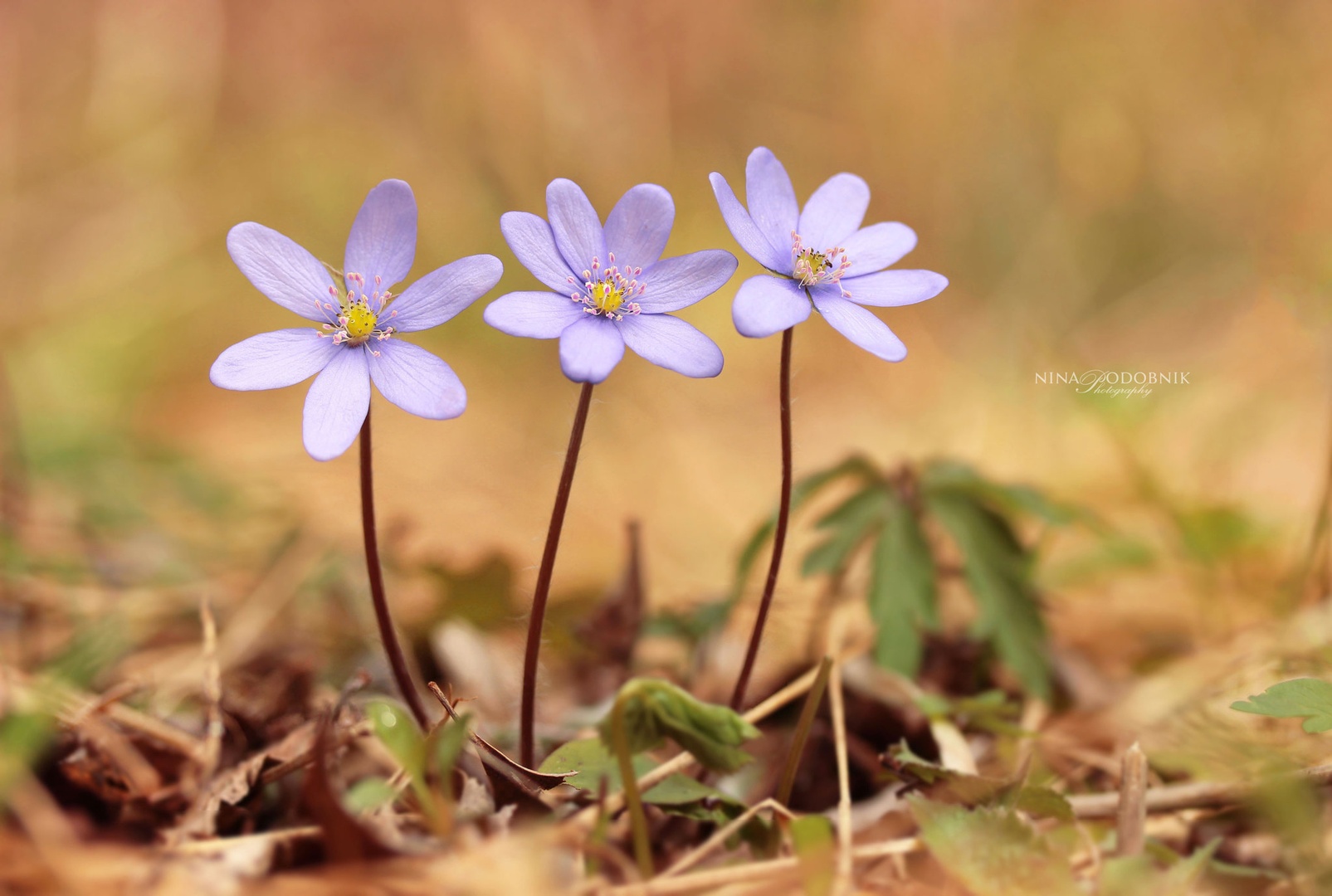 Spring triplets by Nina Podobnik