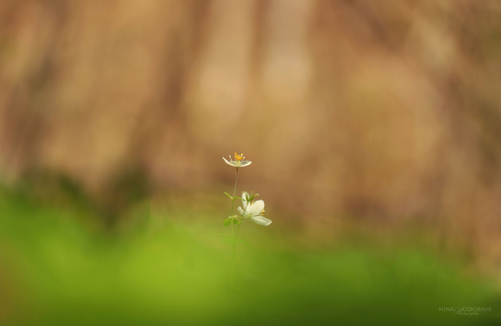 Opening to the sun by Nina Podobnik