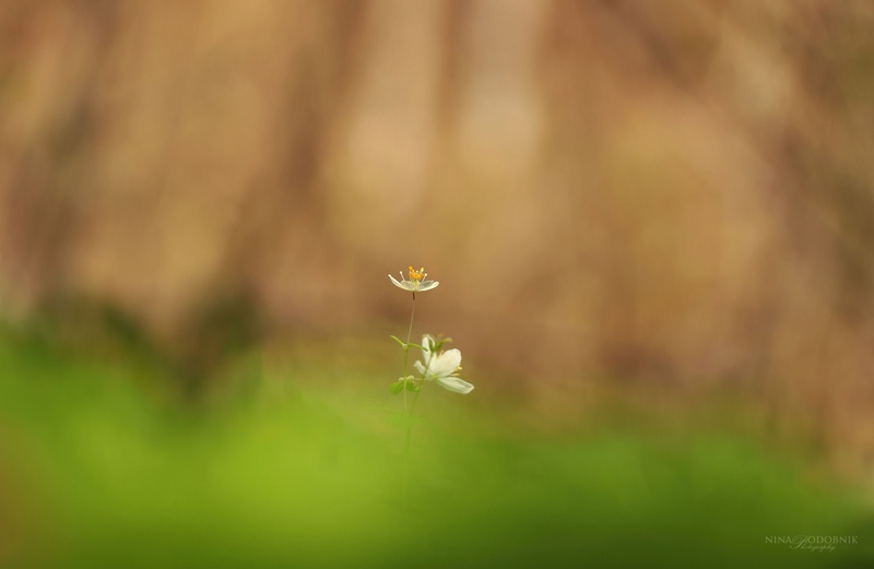 Opening to the sun by Nina Podobnik