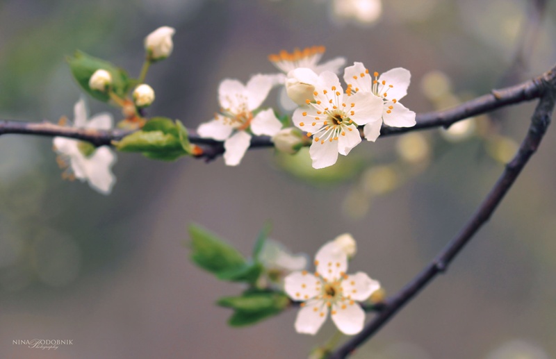 Blossom by Nina Podobnik