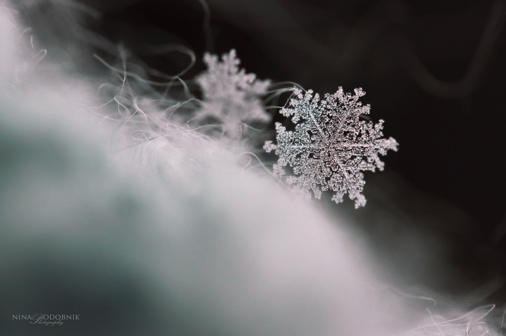 Tangled Beauty by Nina Podobnik