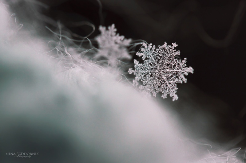 Tangled Beauty by Nina Podobnik