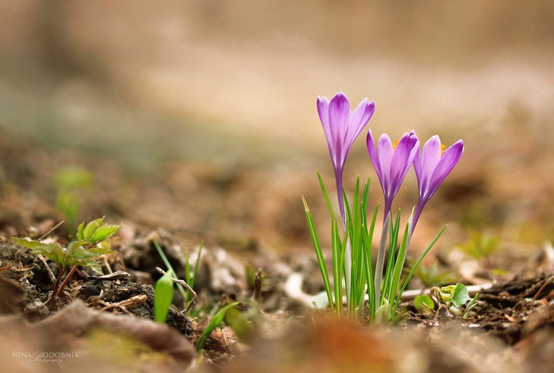 Lovely Purple by Nina Podobnik