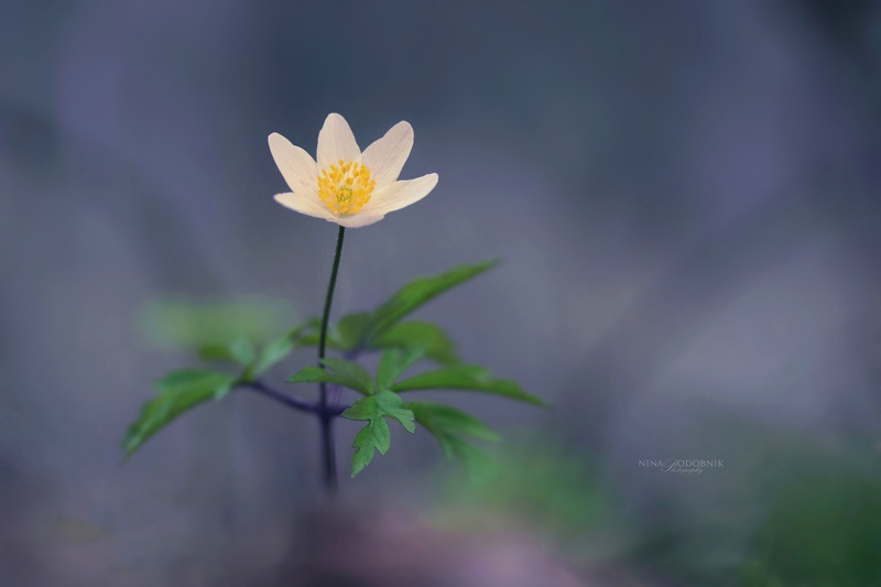 Alone & Pretty by Nina Podobnik