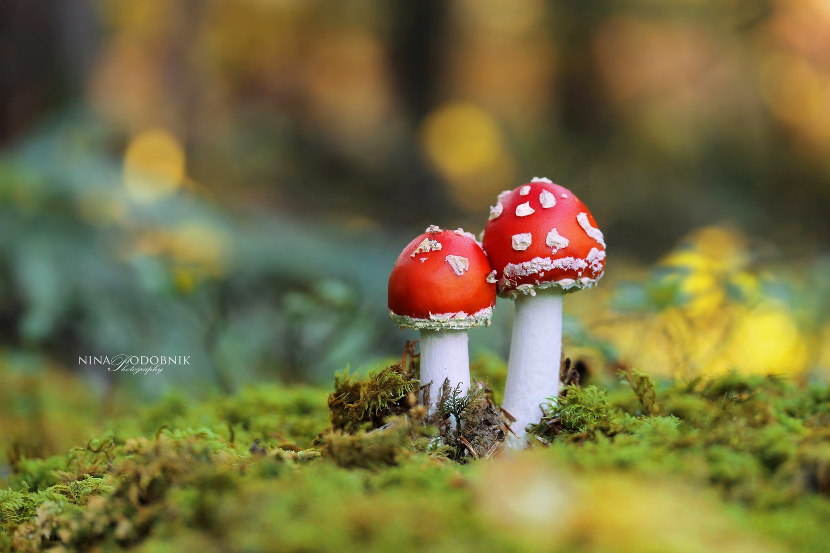 Magic Autumn by Nina Podobnik
