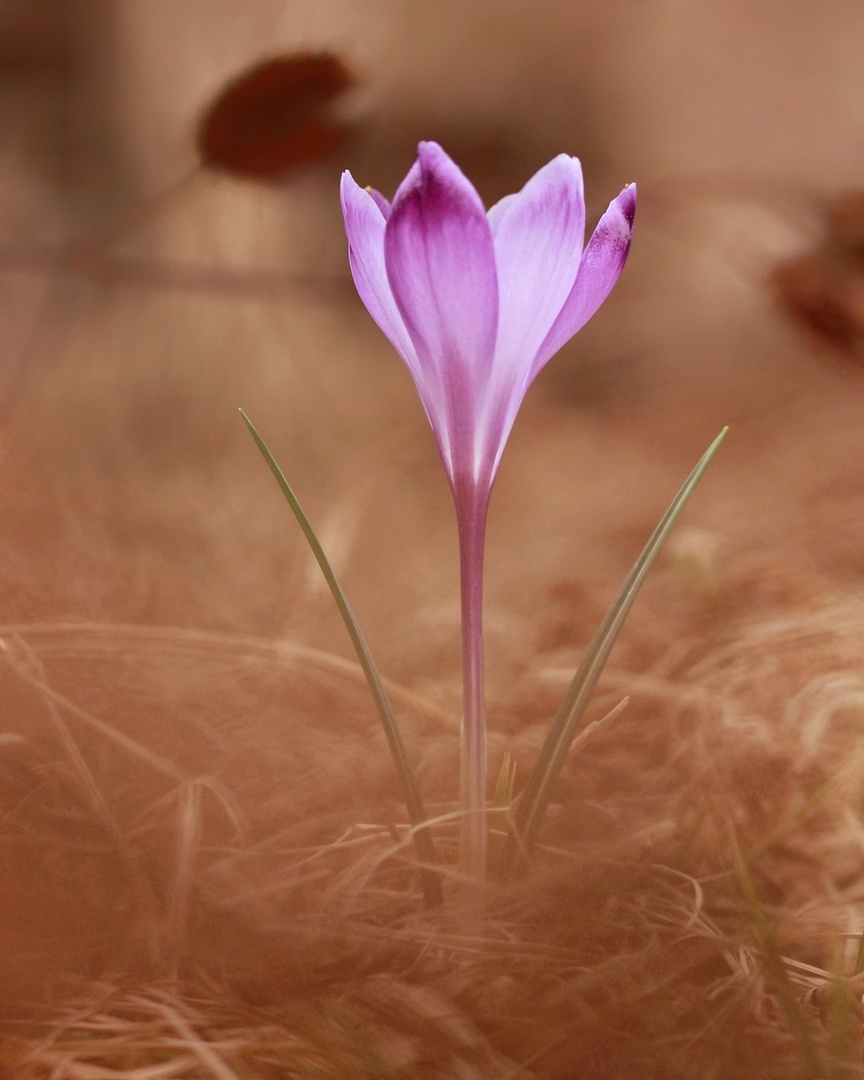 Welcome spring! by Nina Podobnik