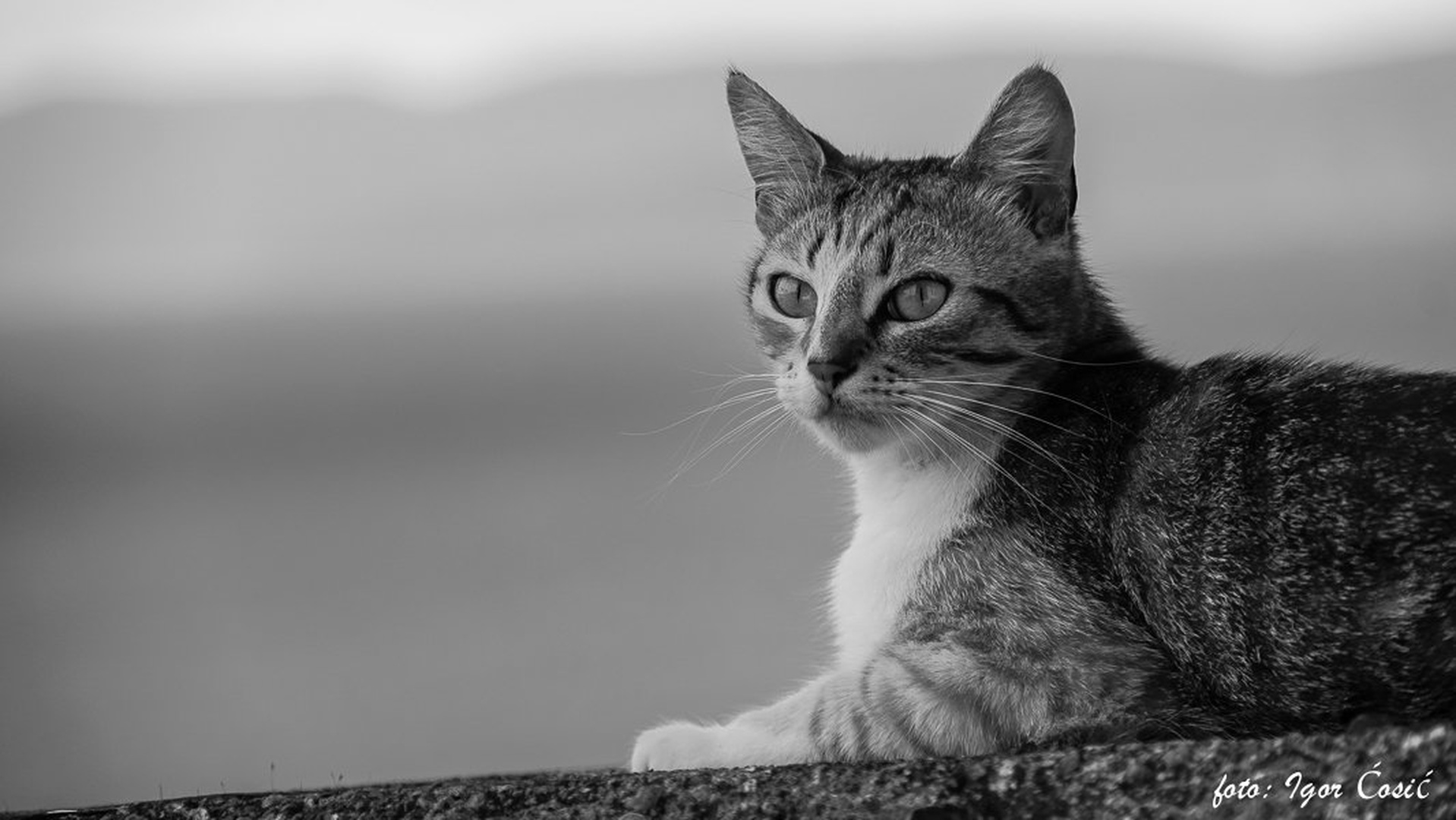 Marley by Polestar
