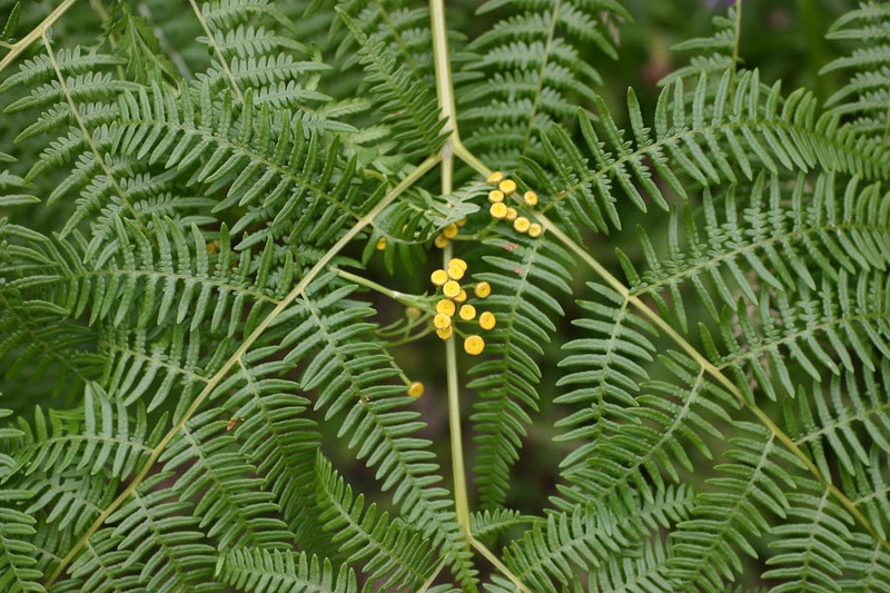 Yellow on green by Dušan Lichtenecker