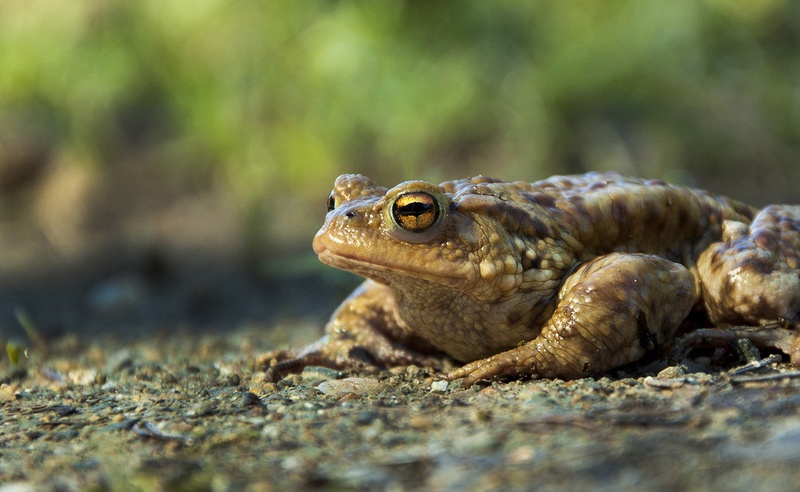 Frog-ica by Jana Pajžlar