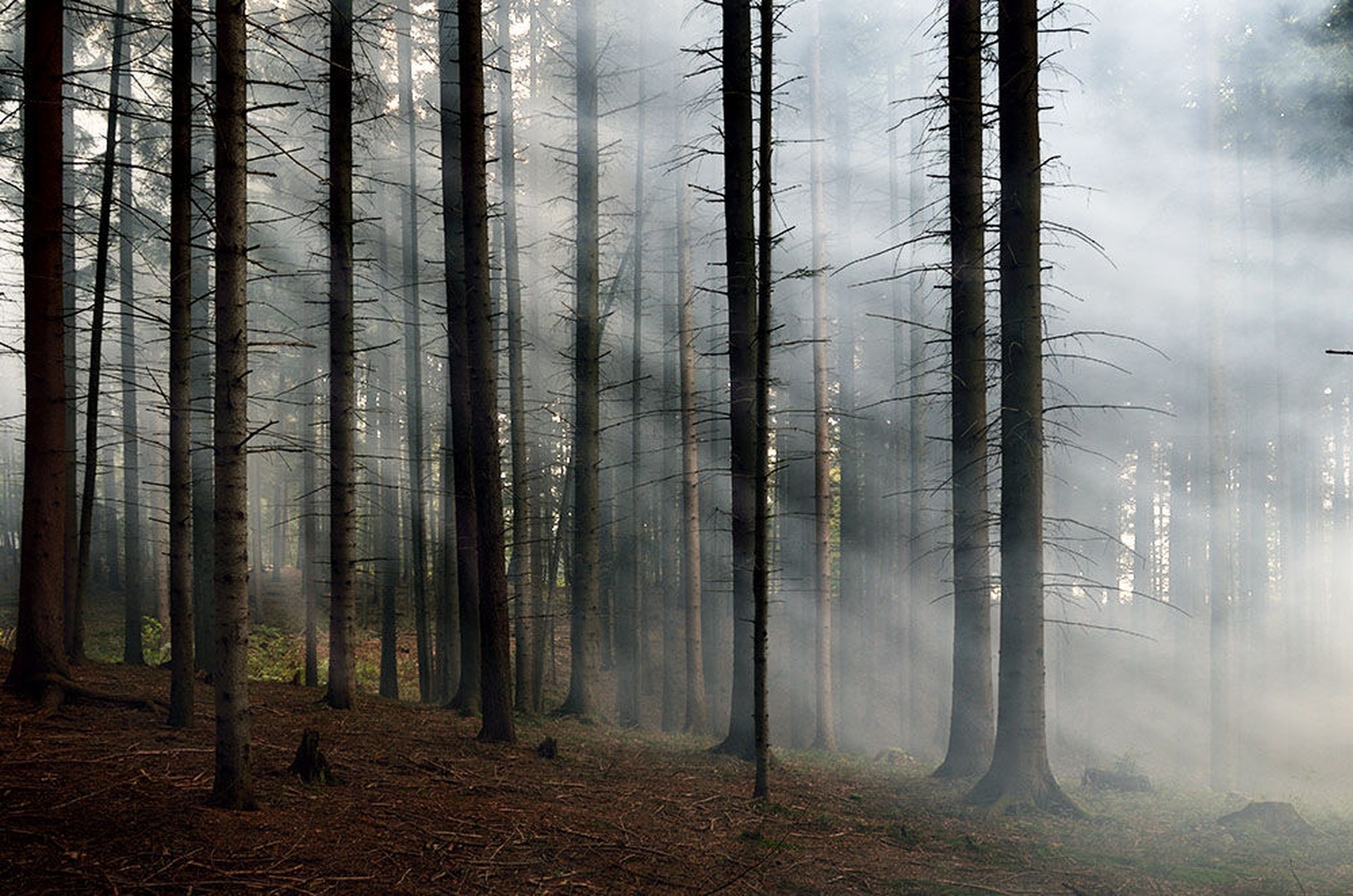 Forest by Matjaz Jerman
