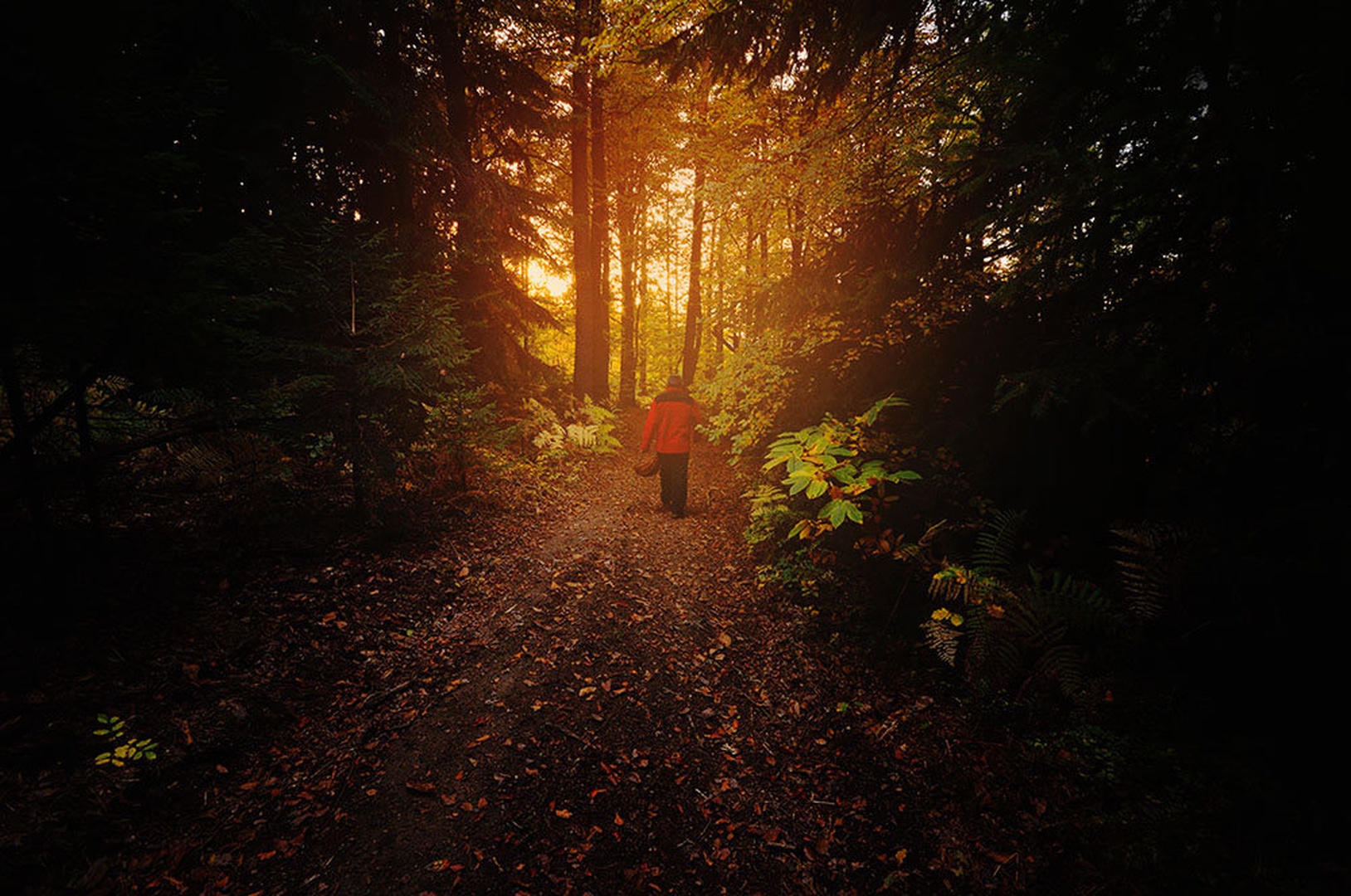 Chestnut Path by Matjaz Jerman