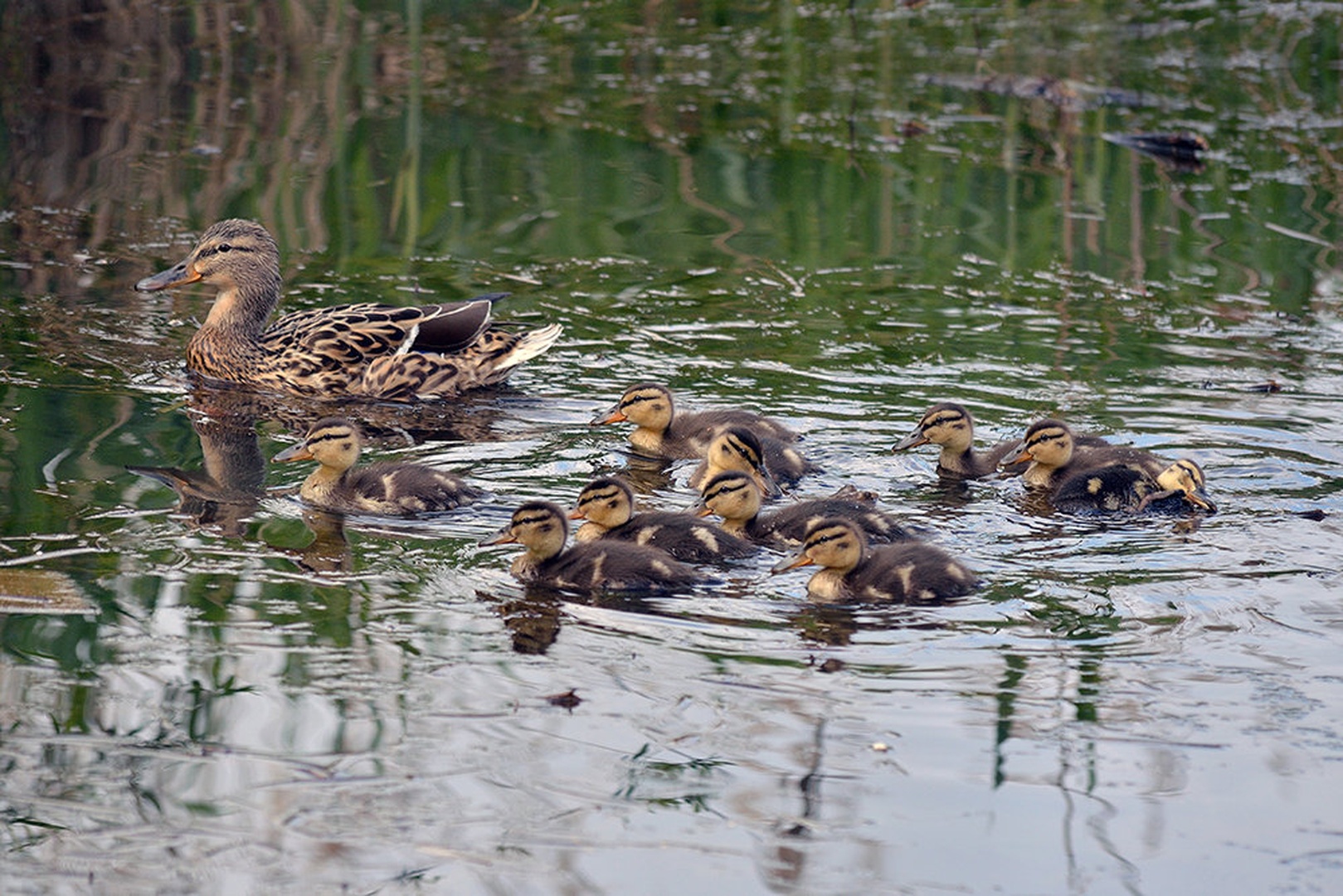 Happy family by Matjaz Jerman