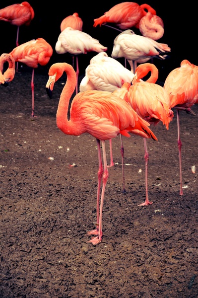 Flamingti by :)