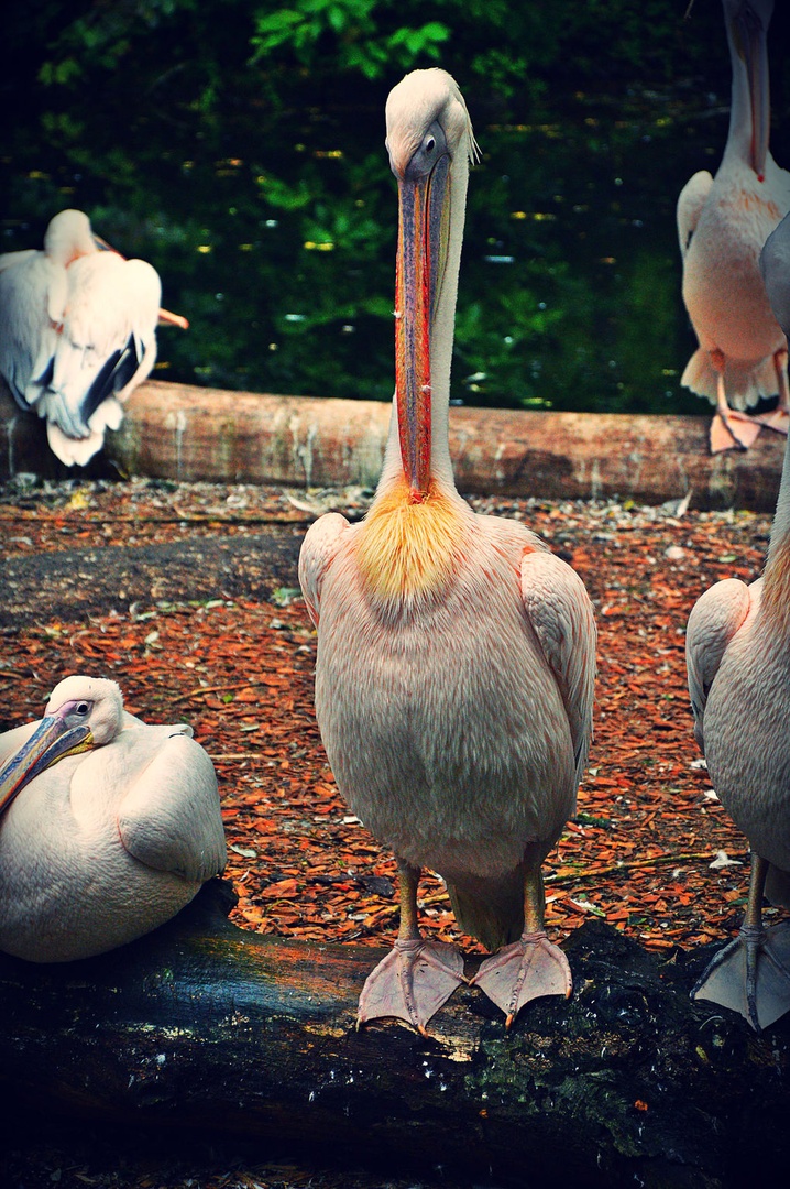 Pelikan by :)
