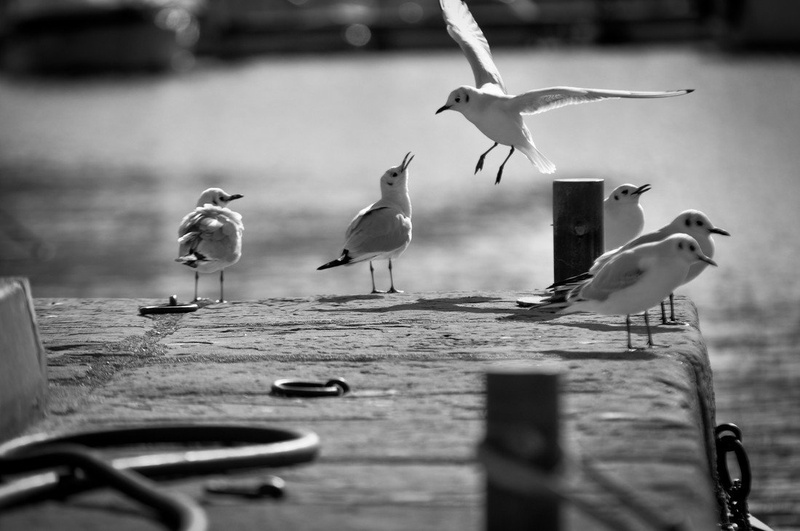 Srečanje galebov :) by Jure Smole