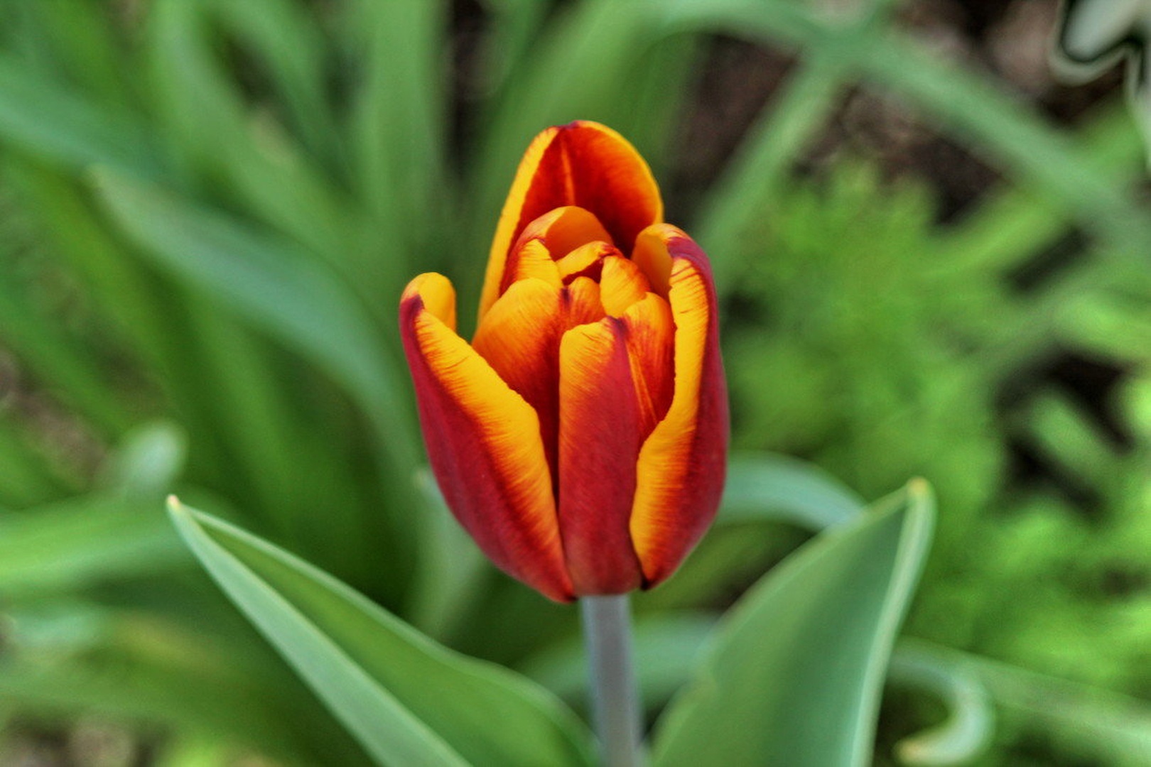 tulipan by Fajt Radko