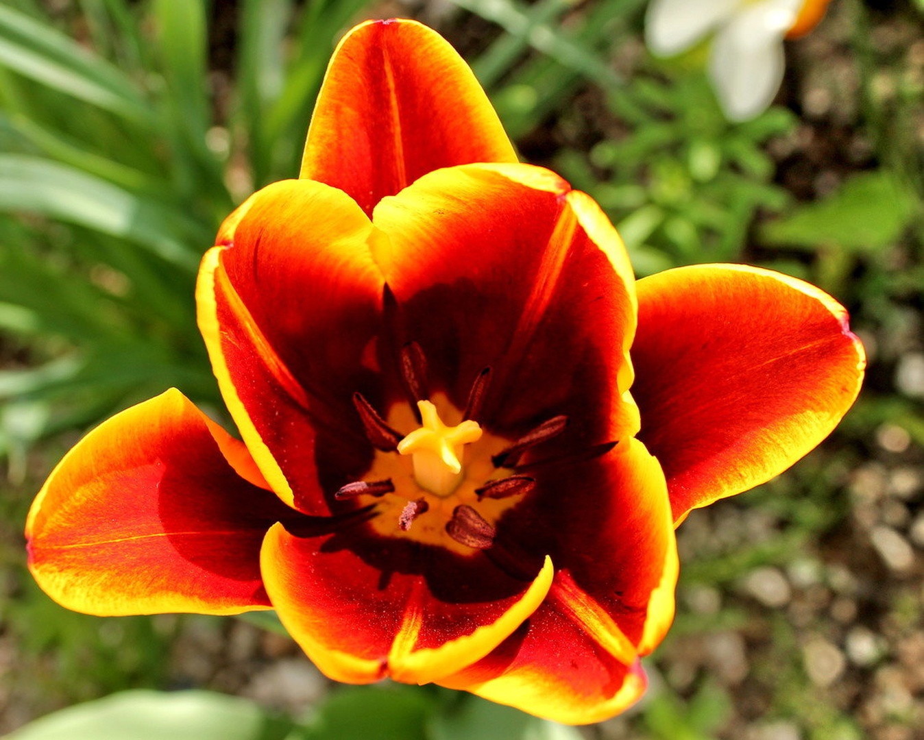 TULIPAN by Fajt Radko