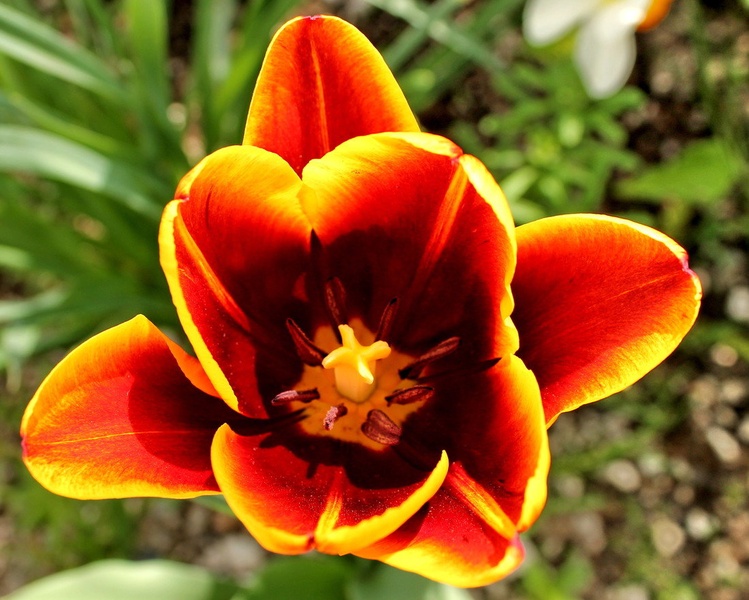 TULIPAN by Fajt Radko
