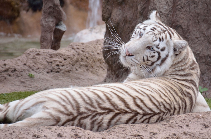 White tiger by Marko Lipovec