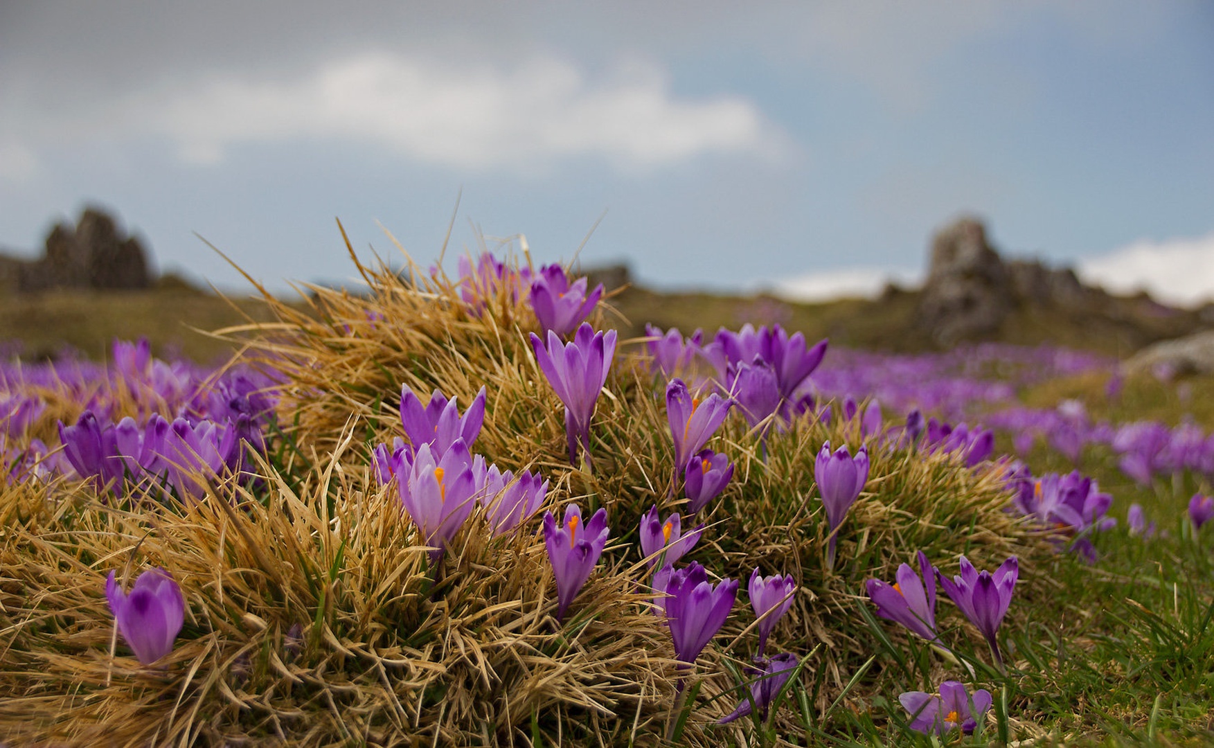 Umetnost matere narave by tanja likeb
