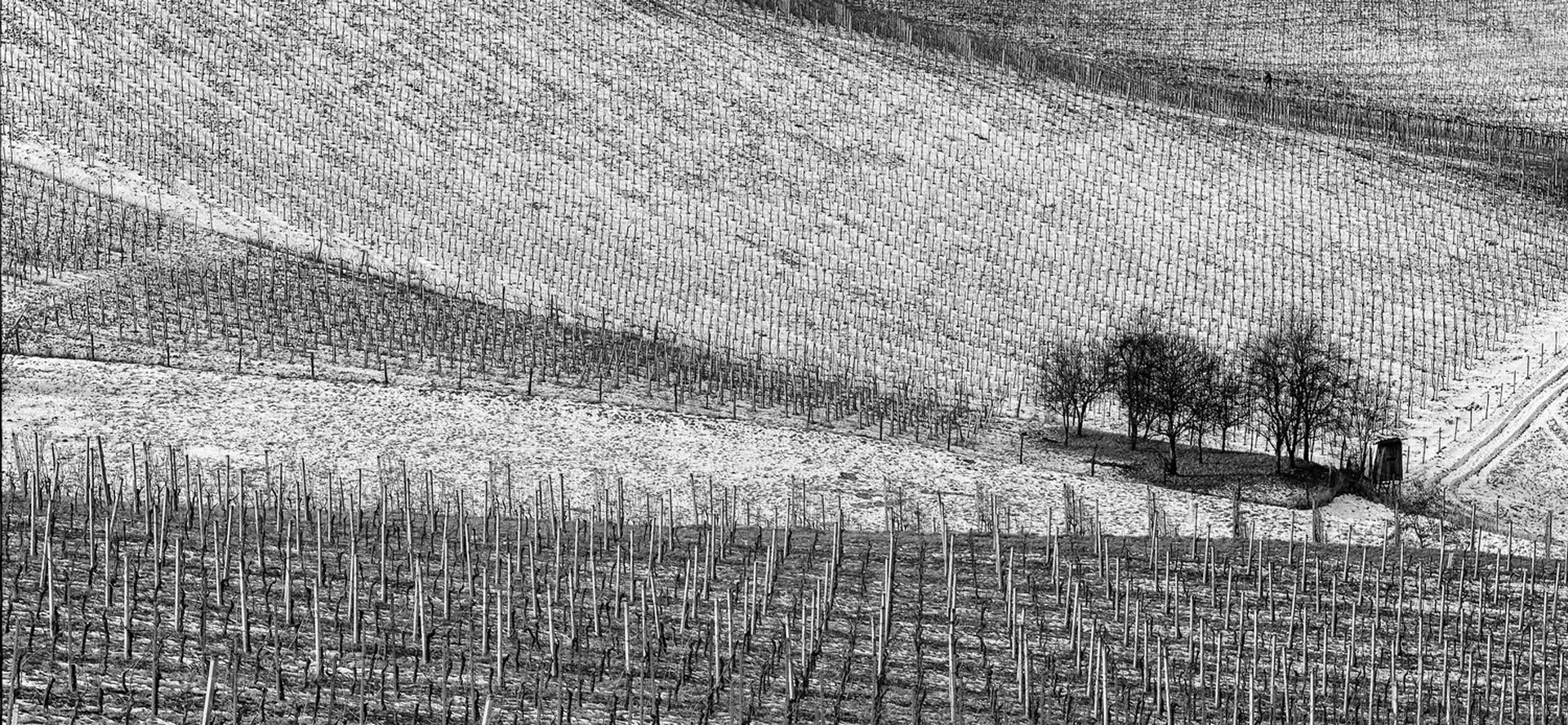 Vinogradniško tkanje by tanja likeb