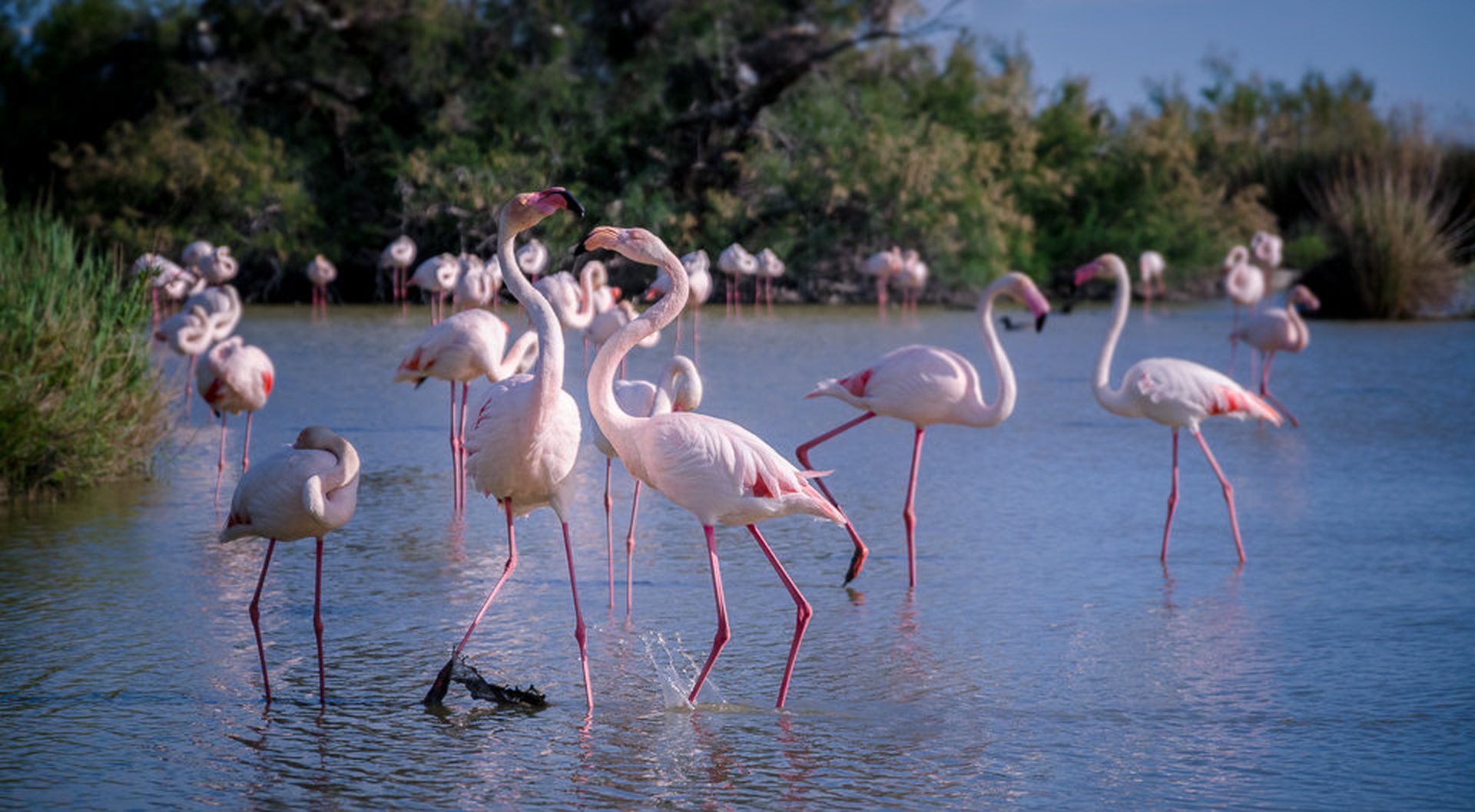 Flamingoti by Mark Jarc