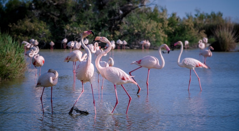 Flamingoti by Mark Jarc