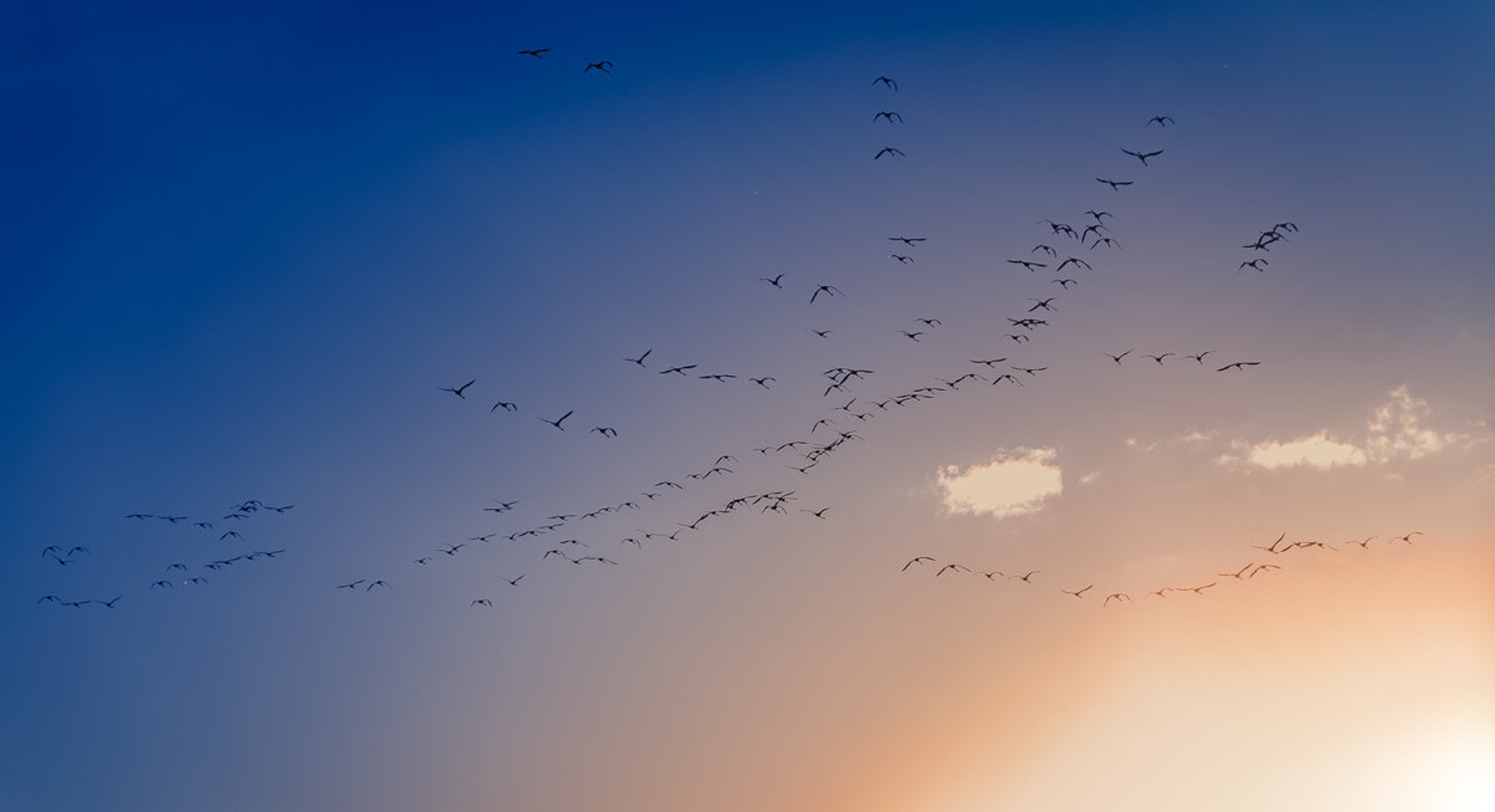 Flying Away by Mark Jarc