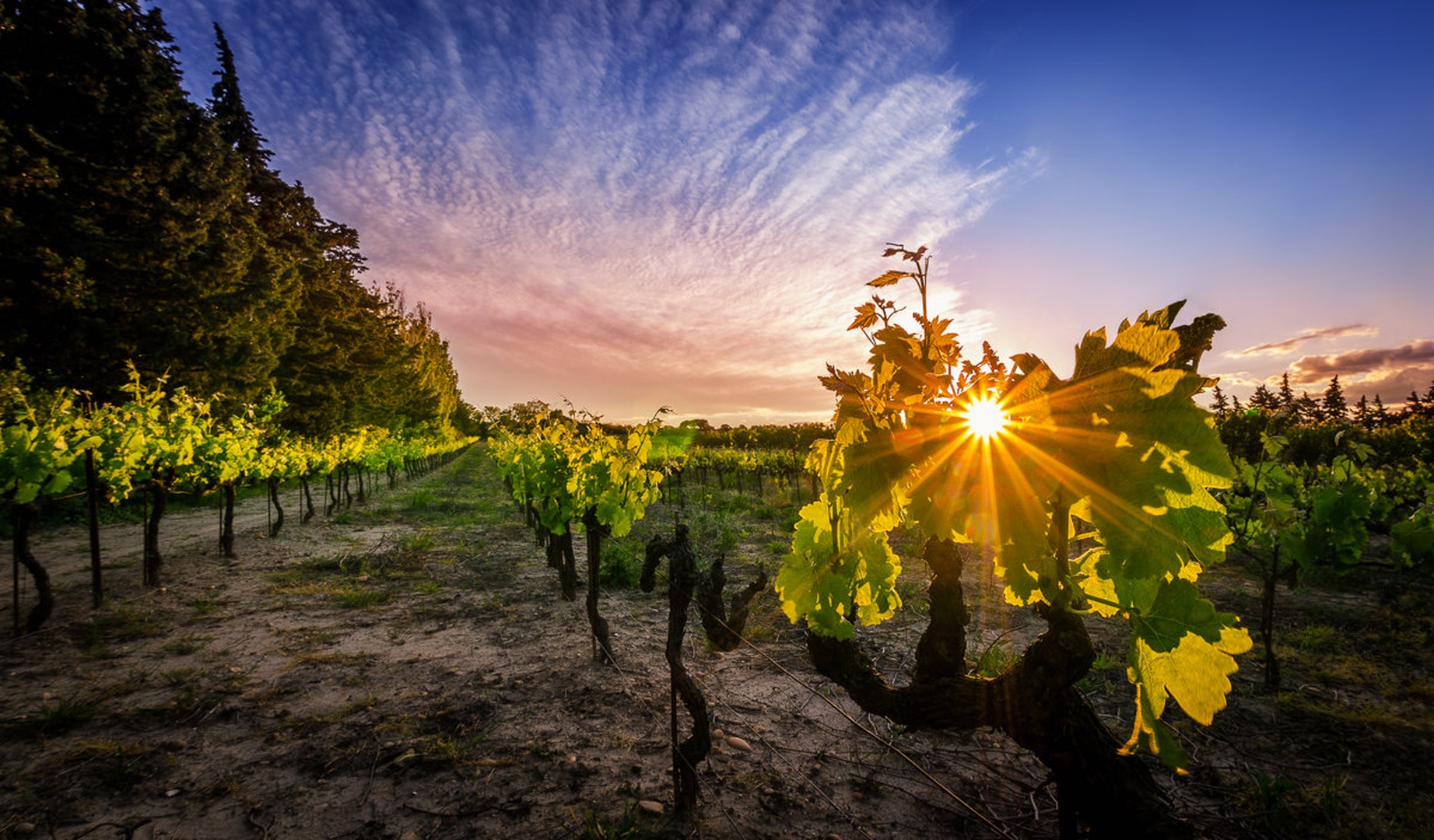 Shine by Mark Jarc