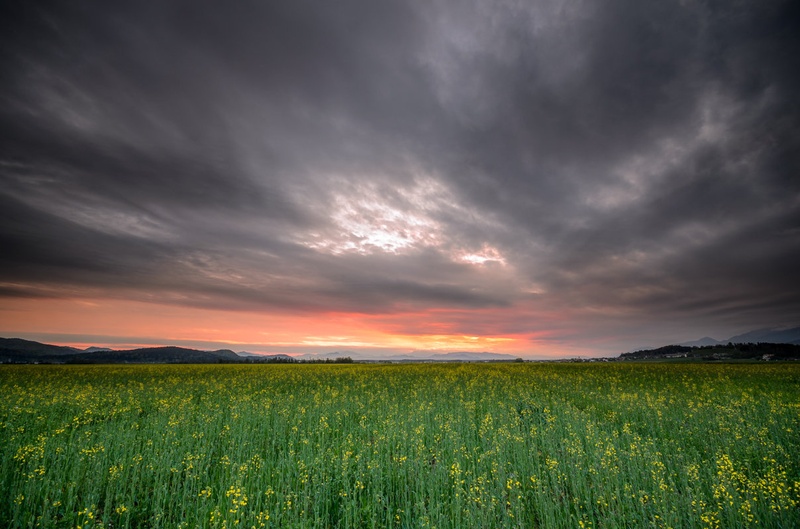 Rumenke by Miran