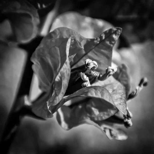 Bougainvillea by Vili Gošnak