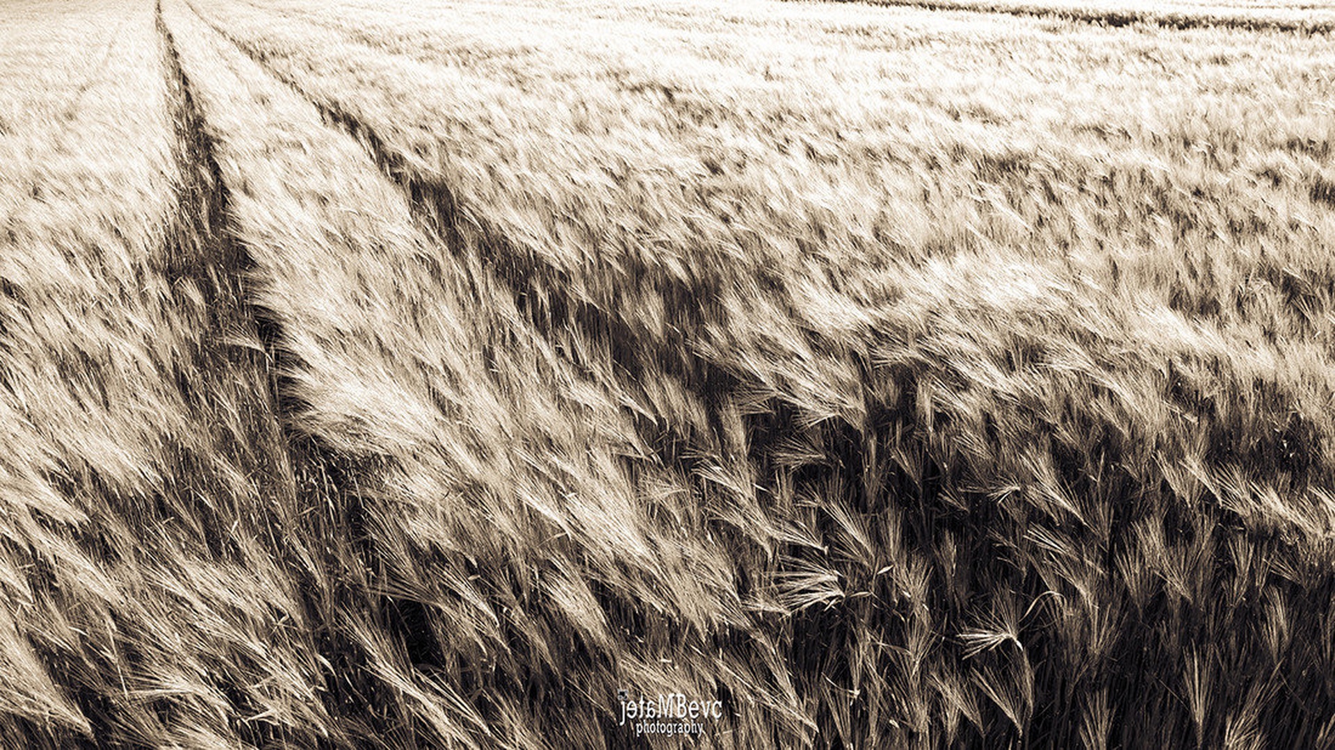 Pšenica by