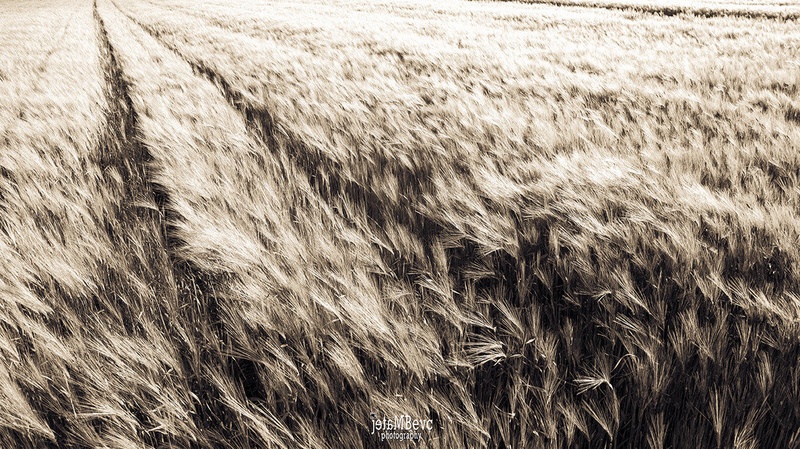 Pšenica by Matej88