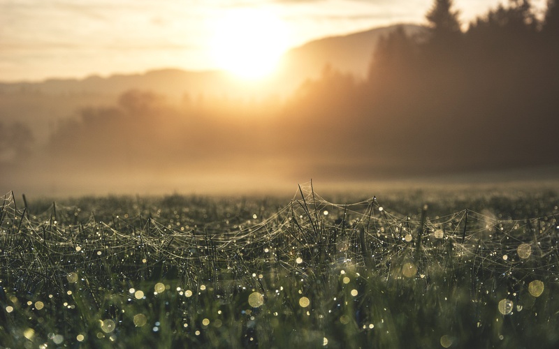 Homeland of Spiders by Matej88
