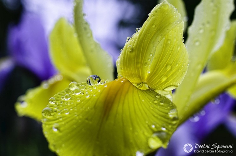 Opran Iris by David Selan