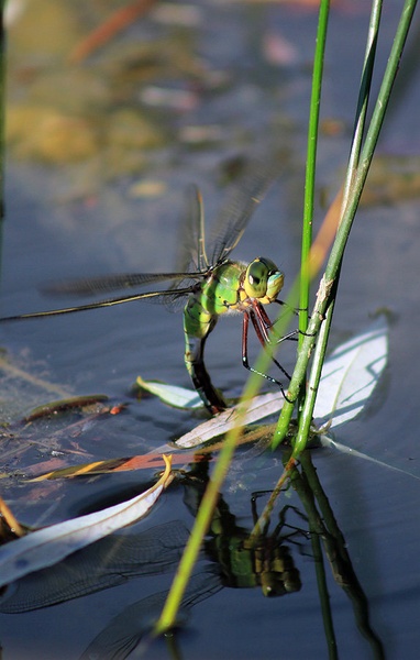 dragonfly by maja