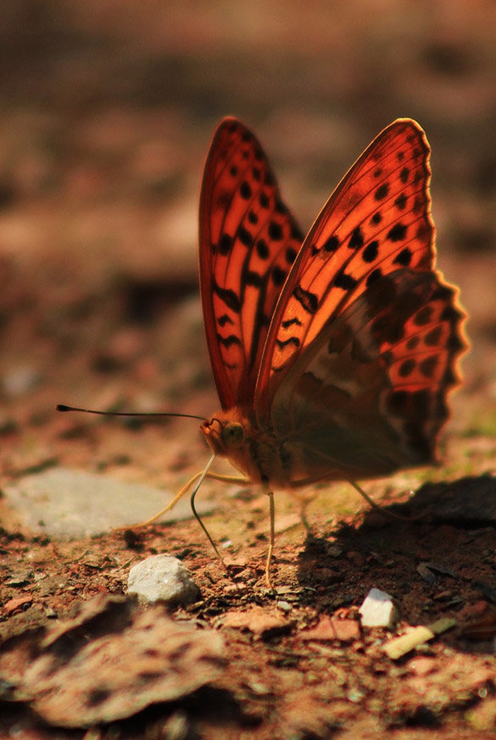 gospica by maja