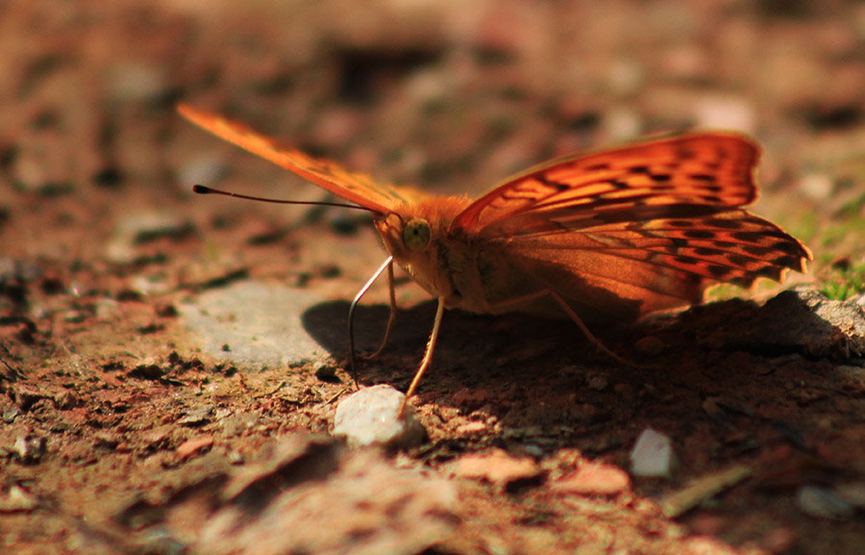 gospica II by maja